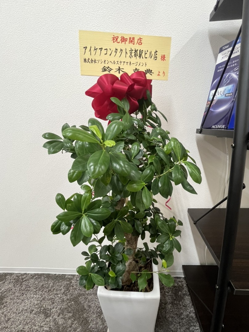 オープン当初のガジュマル